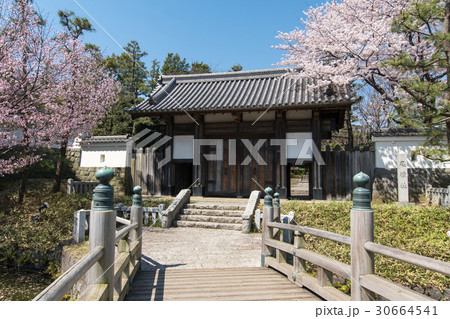 忍城址東門と桜 30664541