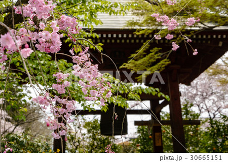 鐘楼と桜 30665151