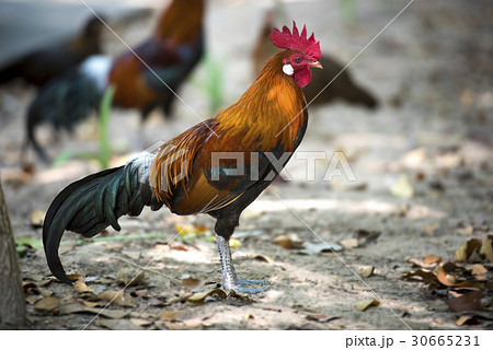 Colorful wild chickens in wild Colorful wild chickens in wild 30665231