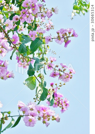 バナバ、オオバナサルスベリ（Banaba, Lagerstroemia speciosa） 30665314