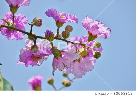 バナバ、オオバナサルスベリ（Banaba, Lagerstroemia speciosa） 30665315