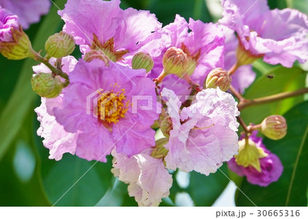 バナバ、オオバナサルスベリ（Banaba, Lagerstroemia speciosa） 30665316