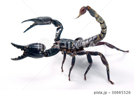 scorpion 30665526