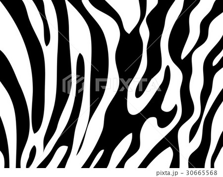 zebra texture Black and White zebra texture Black and White 30665568