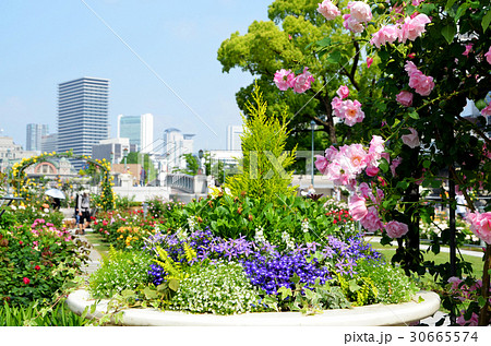 大阪　中之島バラ園の風景 30665574