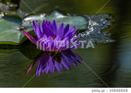Pink Water Lily in the lake 30666608