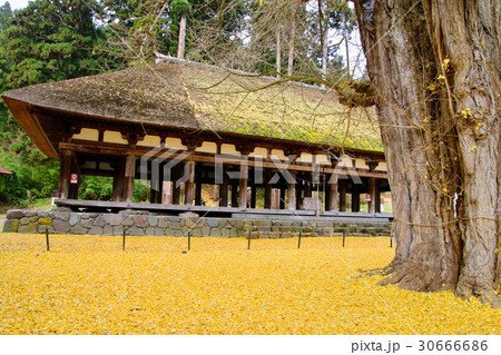 長床の大イチョウ(喜多方市) 長床の大イチョウ(喜多方市) 30666686