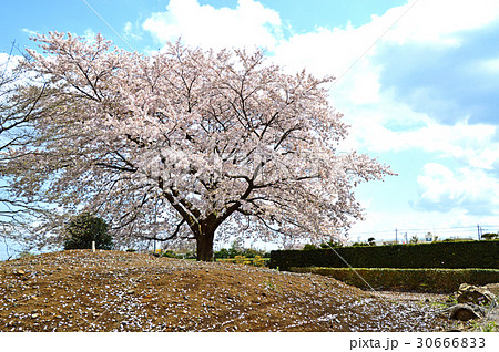 桜 30666833