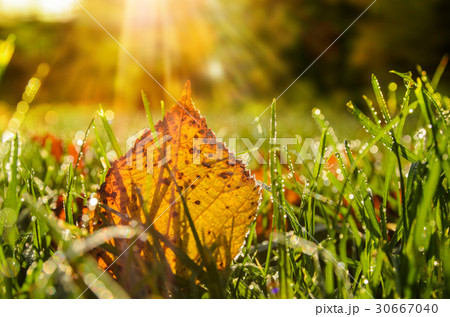 autumn leaves on grass 30667040