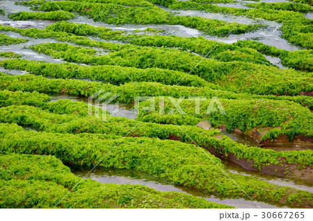 Green reef of Laomei coast Green reef of Laomei coast 30667265