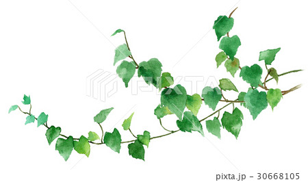 観葉植物アイビー 30668105