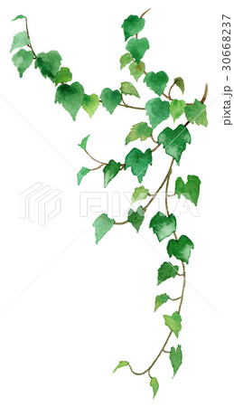 観葉植物アイビー 観葉植物アイビー 30668237