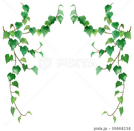 観葉植物アイビーのイラスト素材 30668238 Pixta