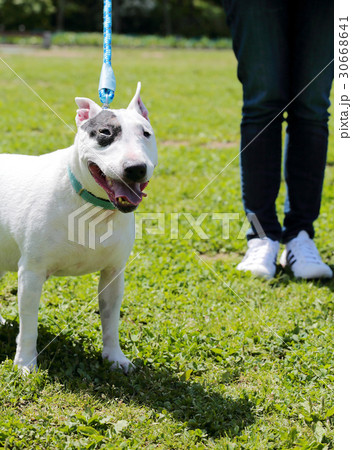 ブルテリア　アイパンチ 30668641