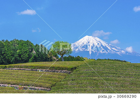 静岡茶畑と富士山 30669290