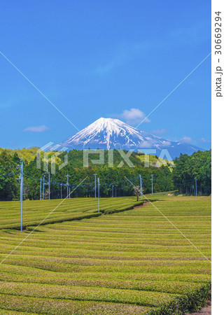 静岡茶畑と富士山 30669294