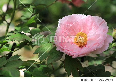 牡丹の花 大盃 の写真素材