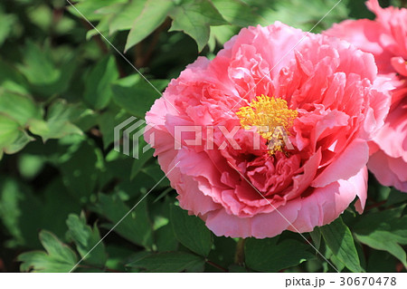 牡丹の花（花王） 30670478