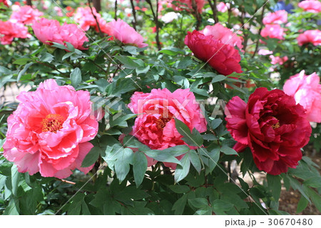 牡丹の花 越の舞姫 の写真素材