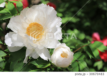 牡丹の花 白王獅子 の写真素材