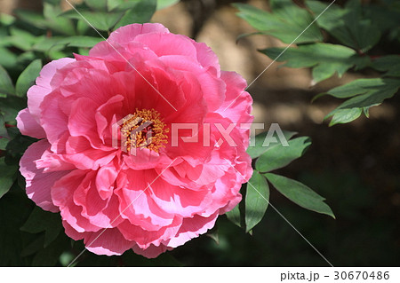 牡丹の花 越の舞姫 の写真素材