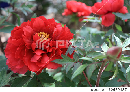 牡丹の花（平成紅） 30670487