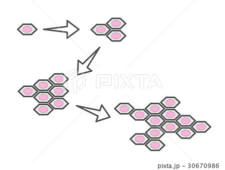 細胞分裂のイラスト素材