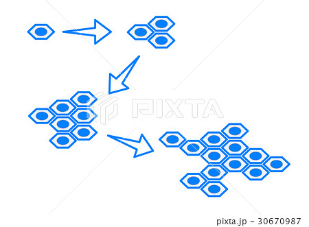 細胞分裂のイラスト素材