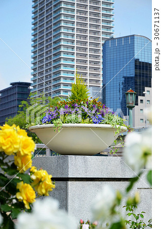大阪 中之島バラ園の風景 大阪 中之島バラ園の風景 30671137
