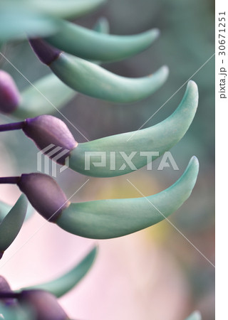 ヒスイカズラの蕾 ヒスイカズラの蕾 30671251