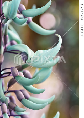 澄みきった青のヒスイカズラ 30671253