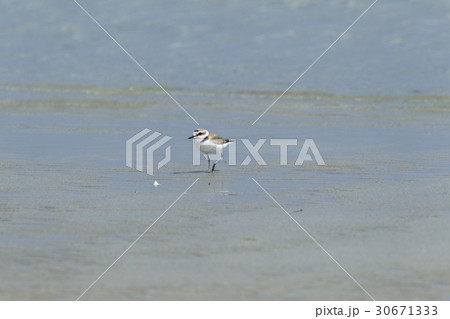 シロチドリ シロチドリ 30671333