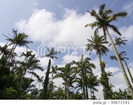 東南植物楽園 東南植物楽園 30671591