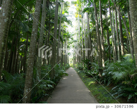 東南植物楽園 30671596