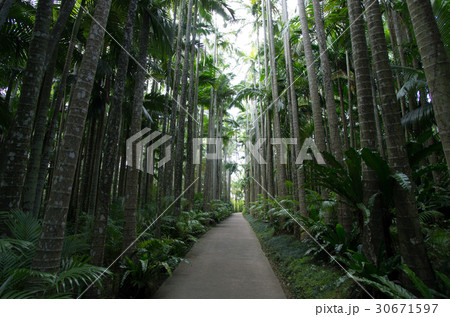 東南植物楽園 30671597