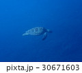 ウミガメ 30671603