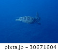 ウミガメ 30671604