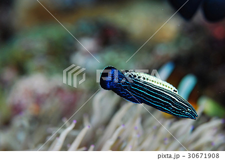 ミヤケベラ ミヤケベラ 30671908