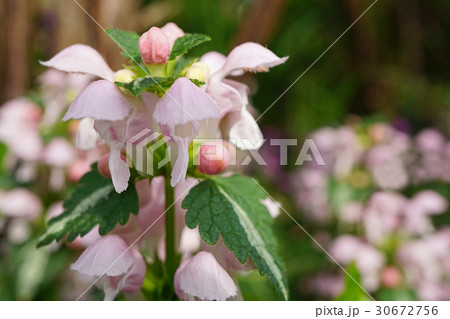 可憐な春の舞姫ラミウム 30672756