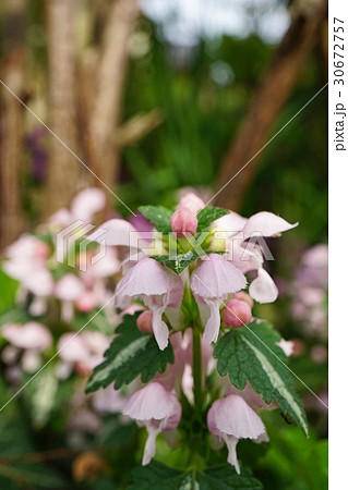 可憐な春の舞姫ラミウム 30672757