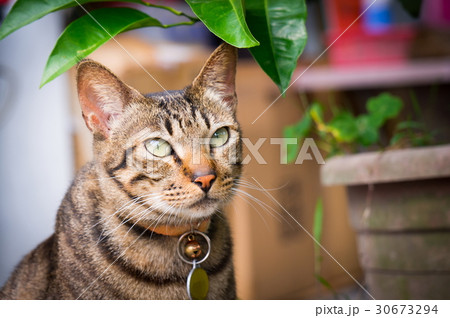 猫 ねこ ネコ 30673294