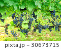 Ripe grapes in a vineyard 30673715