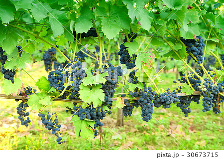 Ripe grapes in a vineyard 30673715