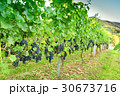 Ripe grapes in a vineyard 30673716