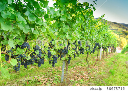 Ripe grapes in a vineyard Ripe grapes in a vineyard 30673716