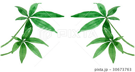 アナログ水彩観葉植物パキラ左右対称セット アナログ水彩観葉植物パキラ左右対称セット 30673763