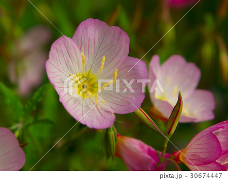 ヒルザキツキミソウ 30674447