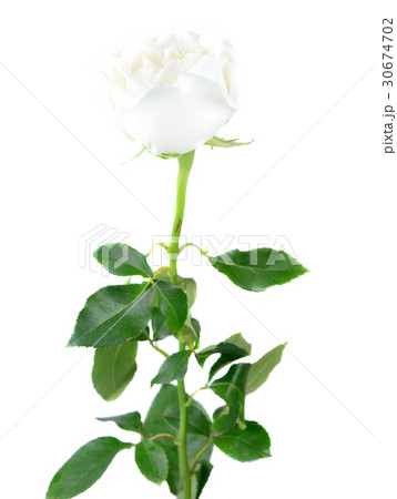 rose isolated on white background. 30674702
