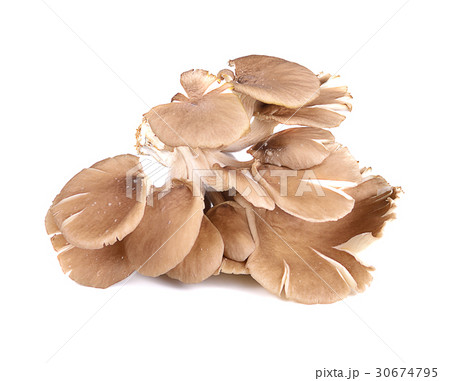 oyster mushroom on white background oyster mushroom on white background 30674795