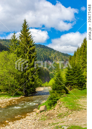 Rapid stream in green forest 30675488